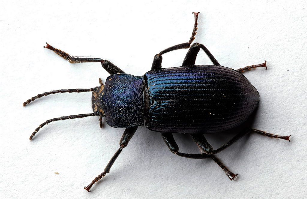 Helops rossii (Tenebrionidae)
